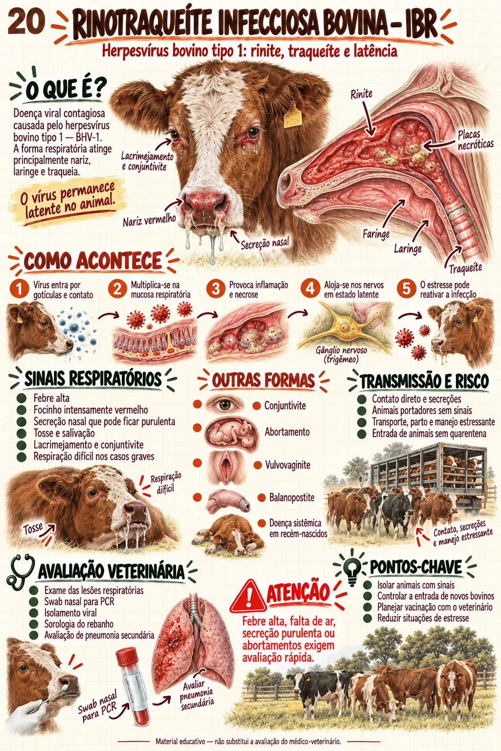 Mapa visual de Clínica Médica de Bovinos