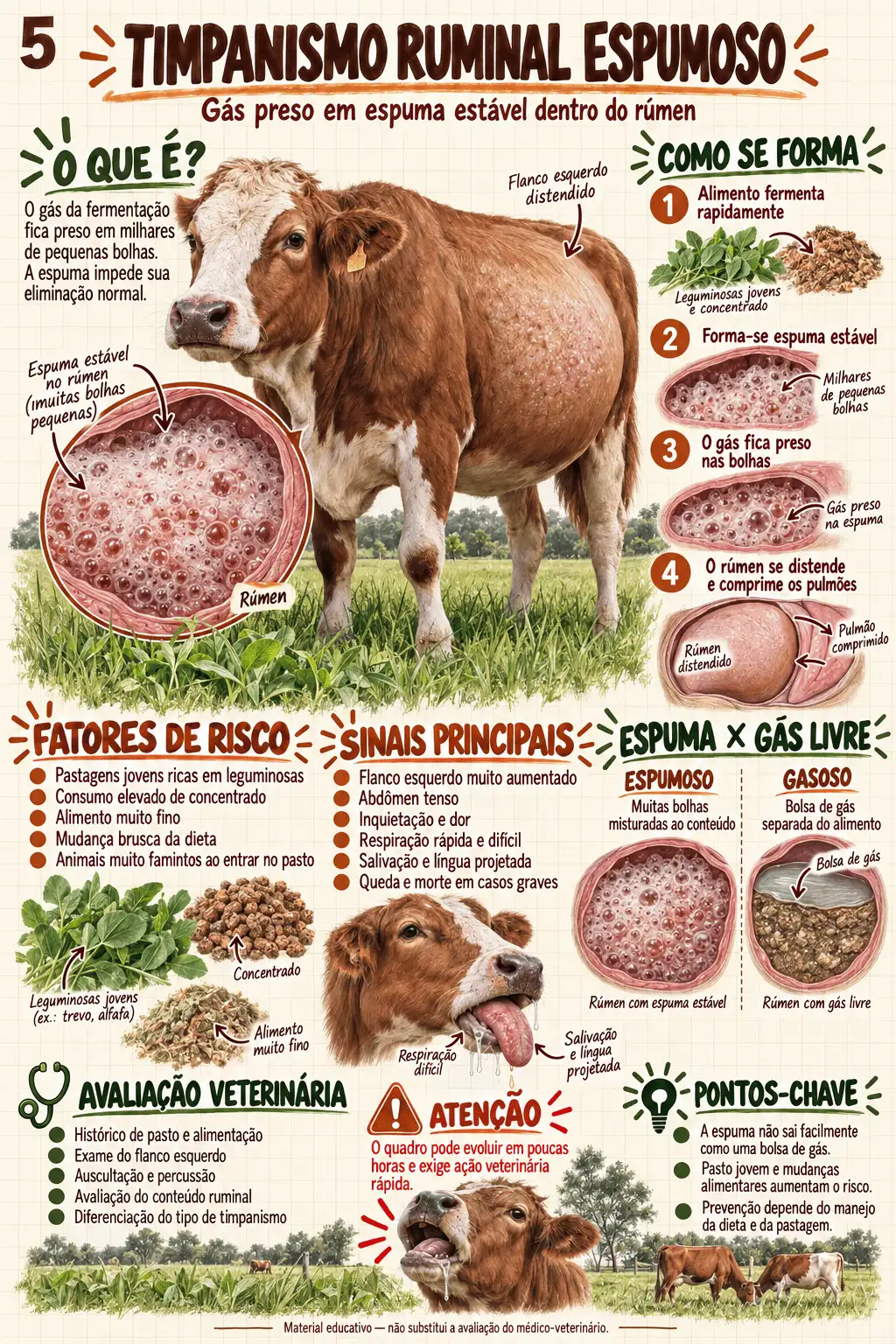 Mapa visual de Clínica Médica de Bovinos