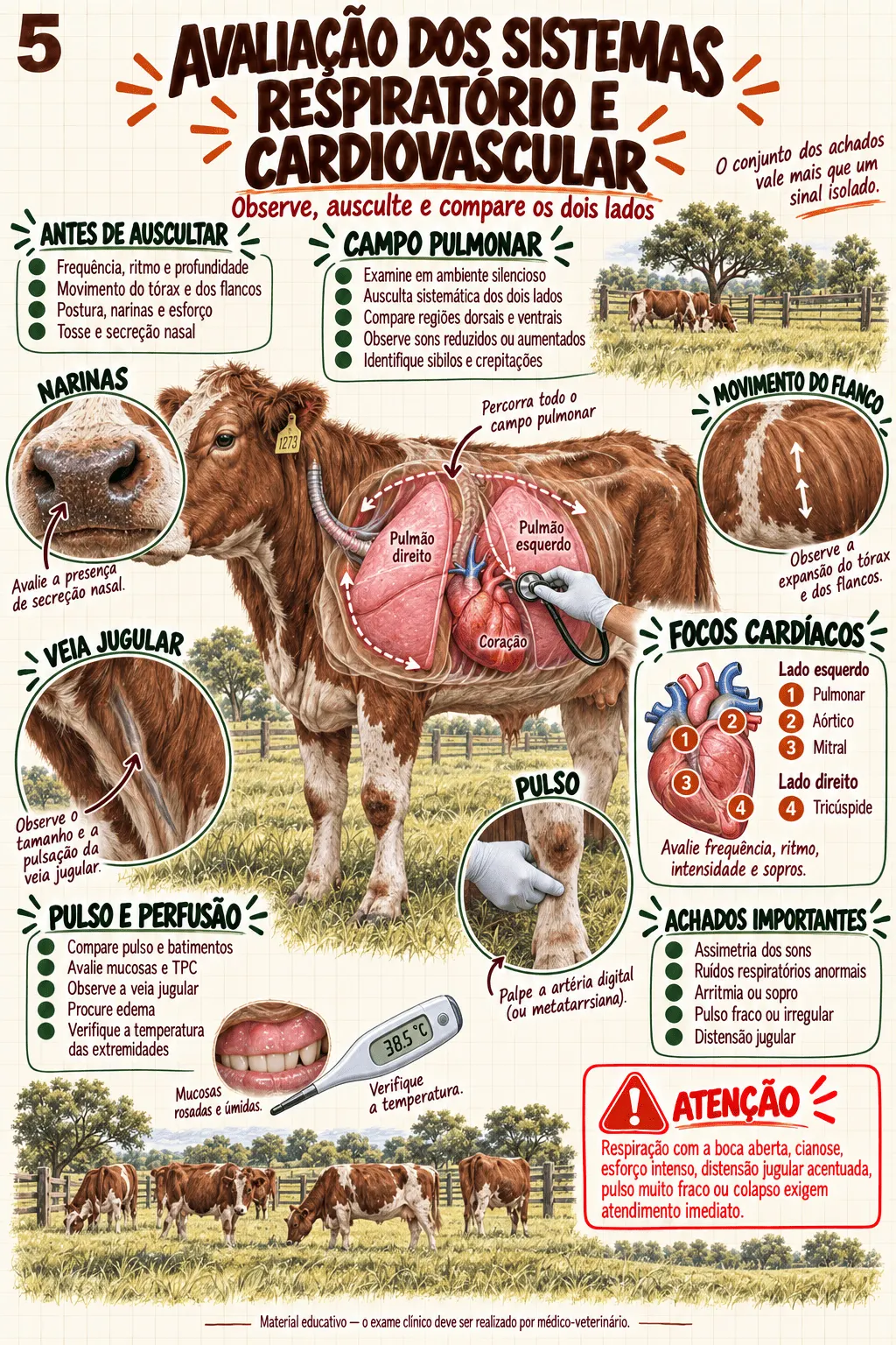 Prévia material Clínica de Bovinos