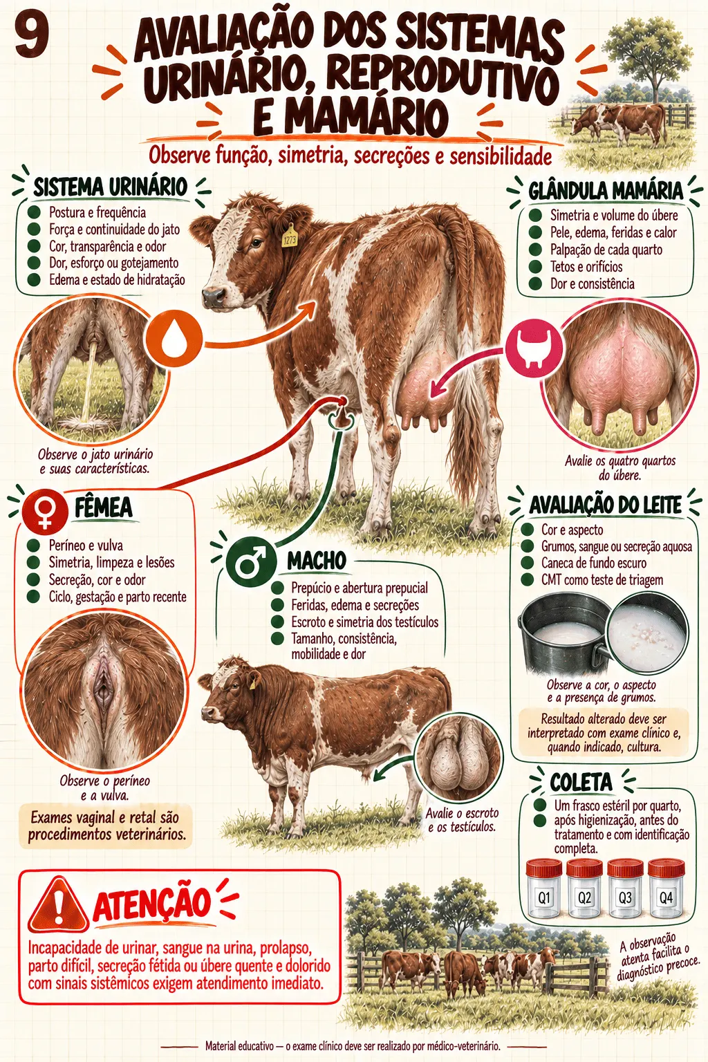Prévia material Clínica de Bovinos